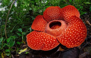 Bunga Rafflesia arnoldii salah satu Puspa Langka Indonesia. Bunga Raflesia tida sama atau berbeda dengan bunga bangkai yang tumbuh di Indonesia.