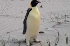 Seekor Penguin Kaisar Terdampar di Australia, 3.400 Km dari Habitat Aslinya