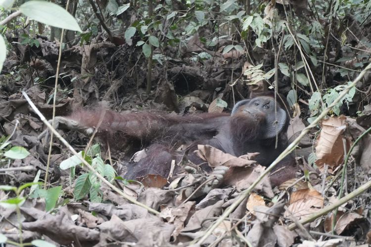 Direkam dari Kabin Ekskavator, Orangutan Kukar Tampak Kurus Kering dan Dehidrasi