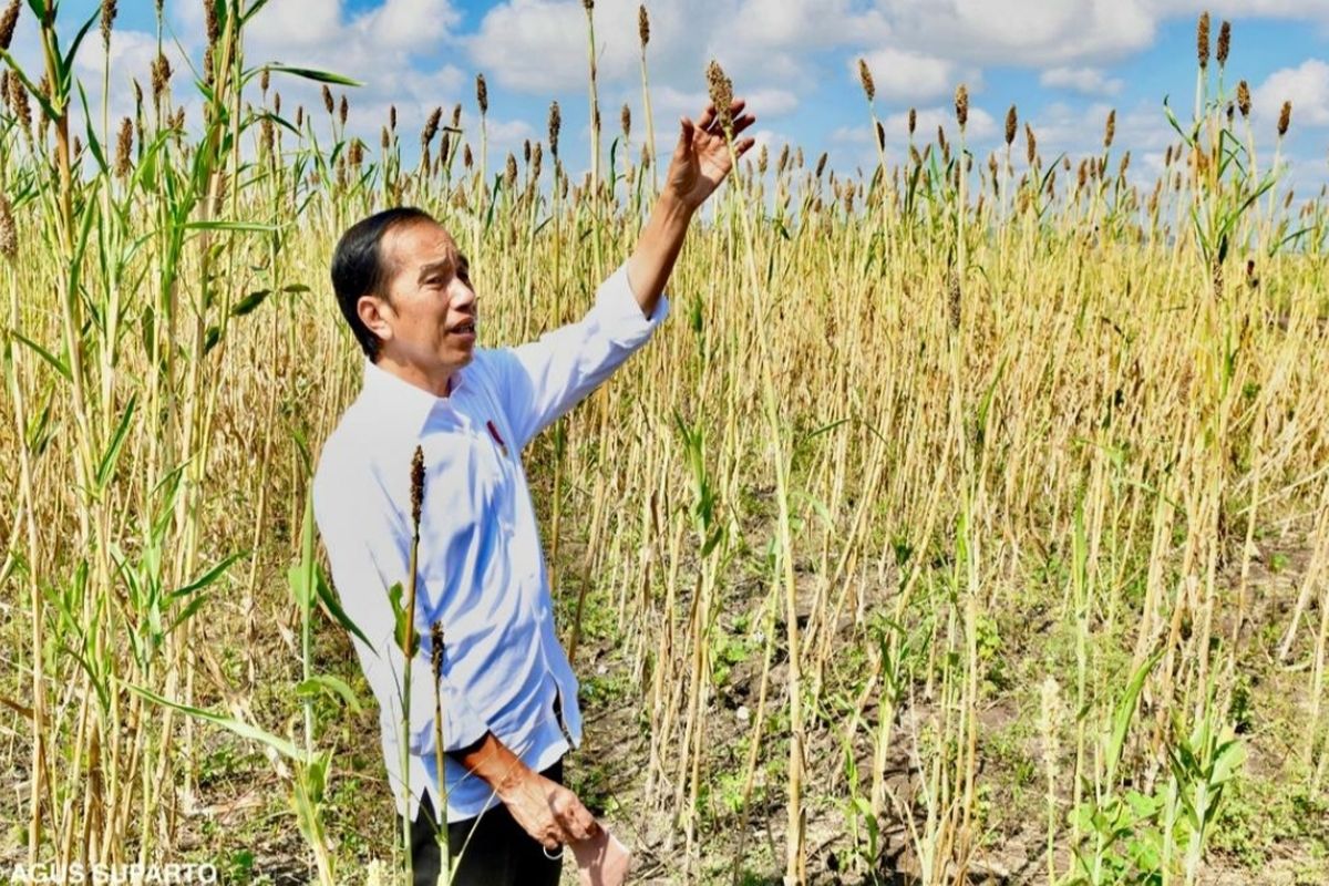 Presiden Joko Widodo saat meninjau budidaya sorghum di Sumba Timur, Kamis (2/6/2022).