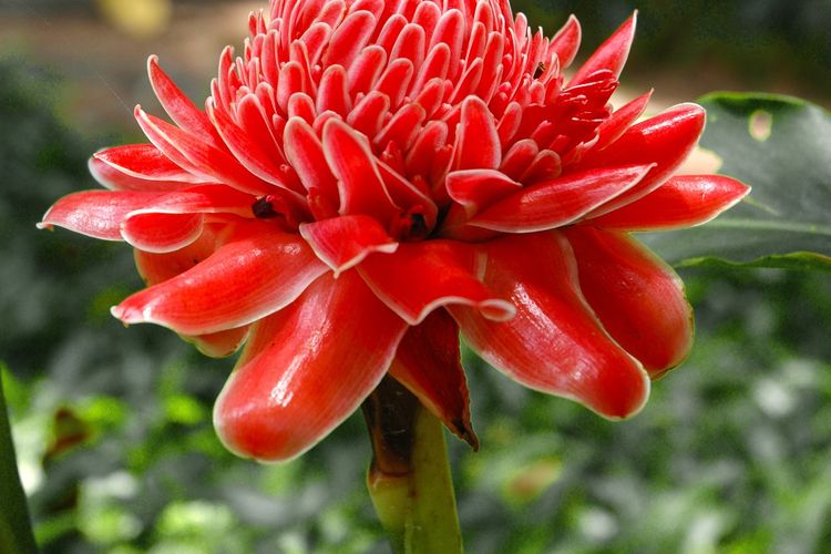 Ilustrasi bunga kecombrang (Etlingera elatior). 