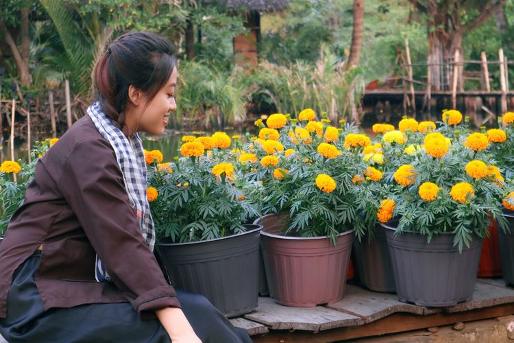 Ilustrasi bunga marigold, menanam bunga marigold di pot.