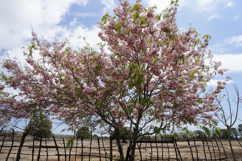 Sumba Punya Bunga Mirip Sakura, Suasana Jadi Seperti di Jepang