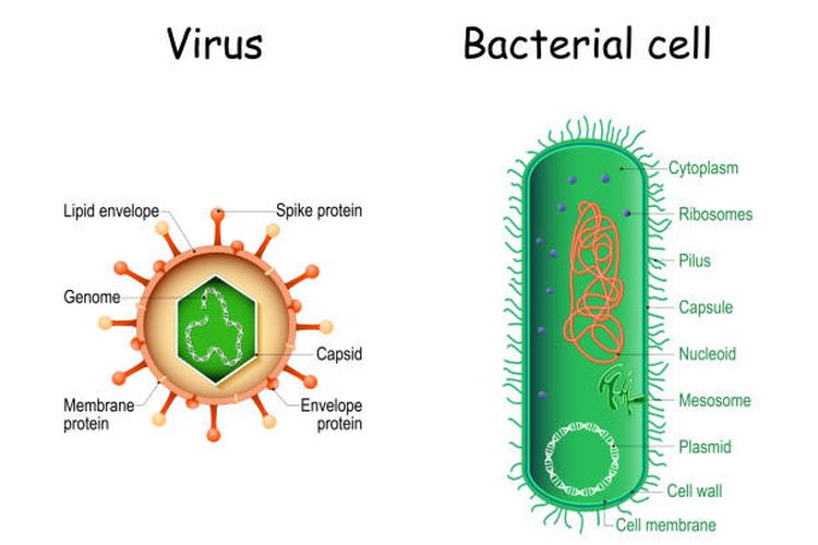 Ilustrasi struktur virus dan bakteri.