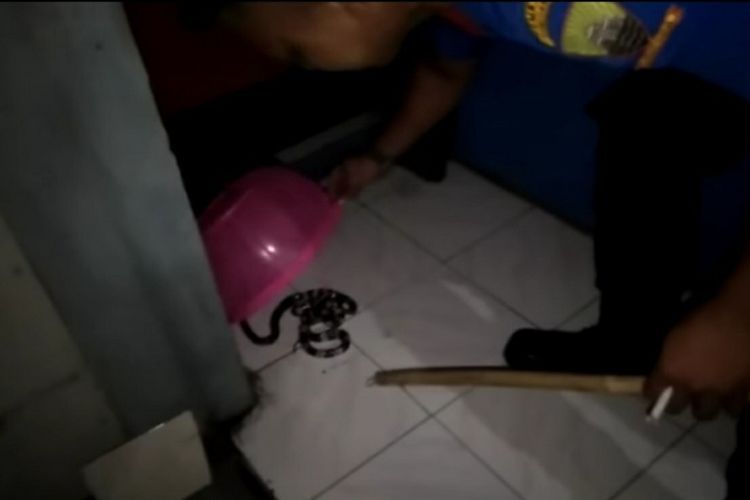 Anggota Damkar Kabupaten Sumedang evakuasi 2 ekor ular weling di dalam rumah warga di Sumedang, Jawa Barat. 