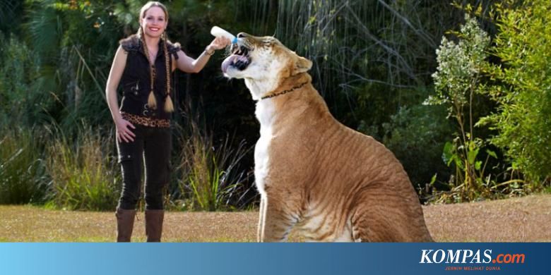 Hercules, Kucing Terbesar di Dunia