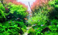 7 Tips Cerdas Merintis Bisnis Aquascape, Cocok Bagi Pemula