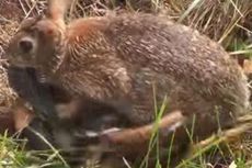 Video: Induk Kelinci Hajar Ular yang Melahap Anaknya