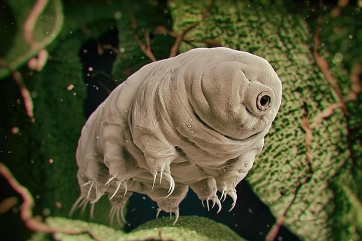 Tardigrades