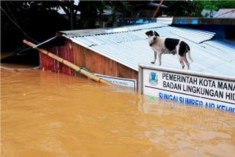 Foto yang diambil tanggal 15 Januari 2014 memperlihatkan seekor anjing berdiri di atas atap sebuah rumah yang terendam banjir di Manado, Sulawesi Utara.