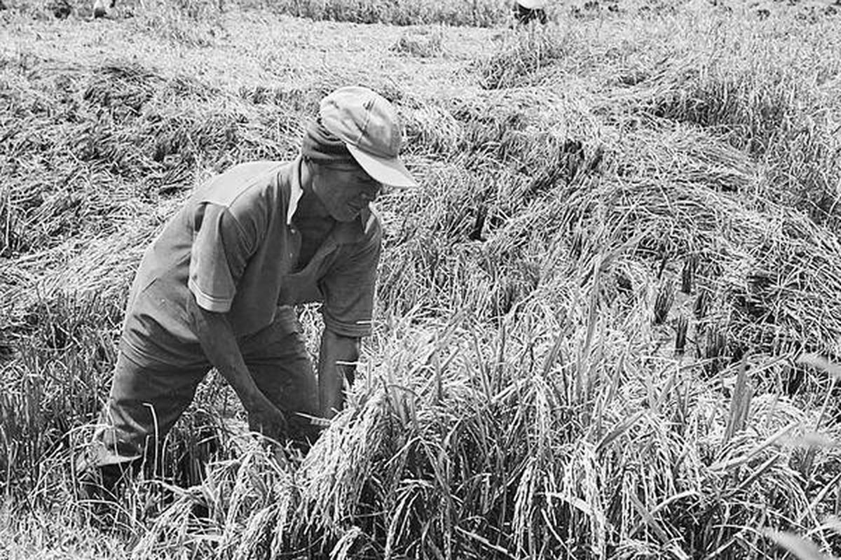 Petani di Desa Pesarean, Kecamatan Adiwerna, Kabupaten Tegal, Jawa Tengah, memanen padi, Minggu (20/2). Saat ini, para petani berharap pemerintah segera merealisasikan bantuan bagi para petani yang mengalami gagal panen. Bantuan dibutuhkan untuk membantu modal pada musim tanam berikutnya.