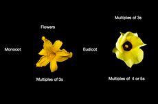 Perbedaan Bunga Tumbuhan Monokotil dan Dikotil