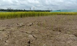 Usai Gagal Tanam dan Panen, Petani di Belu Diminta Kementan Gunakan Asuransi 