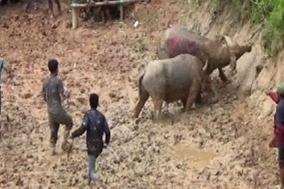 Tradisi Rambu Solo tidak hanya jadi pesta puncak acara kematian namun juga menjadi ajang perekat keluarga bangsawan di Mamasa, Sulawesi Barat.  