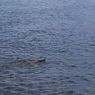 Seekor Komodo Terekam Berenang di Tengah Laut, Ini Respons BTNK