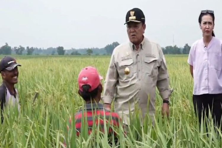 Gubernur Arinal melakukan kunjungan ke lahan sawah padi Desa Adipuro, Kecamatan Trimurjo, Lampung Tengah.