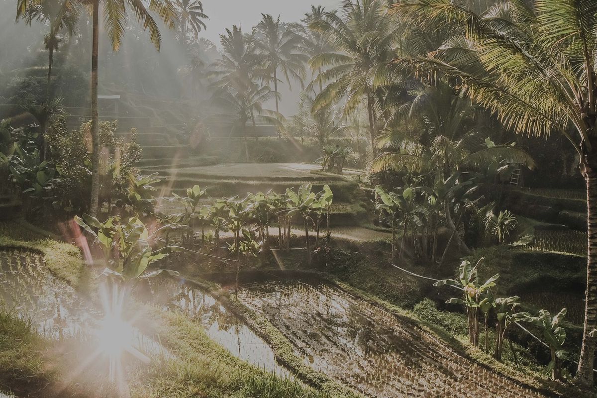 Rice fields at Ubud, Bali.