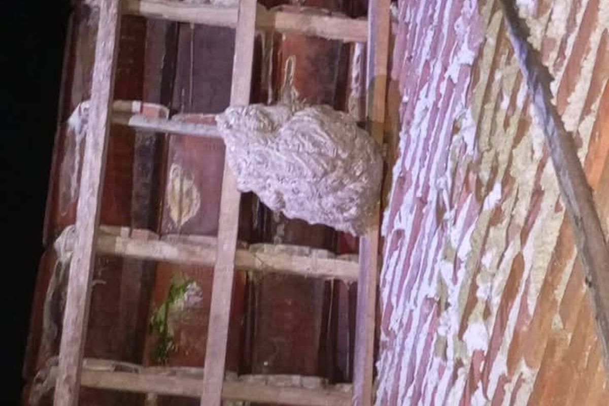 Foto: Evakuasi sarang tawon vespa (vespaafinis) berukuran besar di Desa Bungatan, Kacamatan Bungatan, Kabupaten Situbondo, Provinsi Jawa Timur pada Sabtu (8/3/2025).