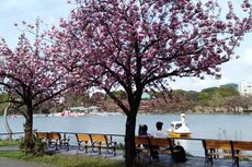 Musim Sakura Tiba, Apa Artinya bagi Orang Jepang? 