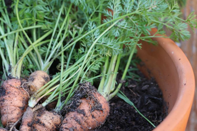 Ilustrasi panen wortel dalam pot