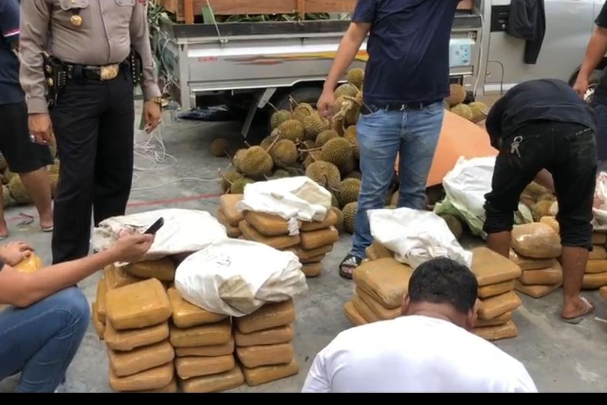 Tumpukan 254 kg ganja yang ditumpuk di bawah buah durian