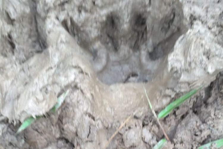 Jejak harimau sumatera yang ditemukan petugas Rescue BBKSDA Riau di Dusun Teluk Nibung, Kecamatan Pulau Burung, Kabupaten Indragiri Hilir, Riau.