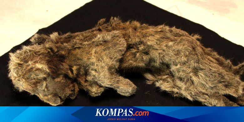 Anak Singa Purba Ditemukan Masih Utuh, Ungkap Kehidupan Spesies yang Punah - Vimarsana News