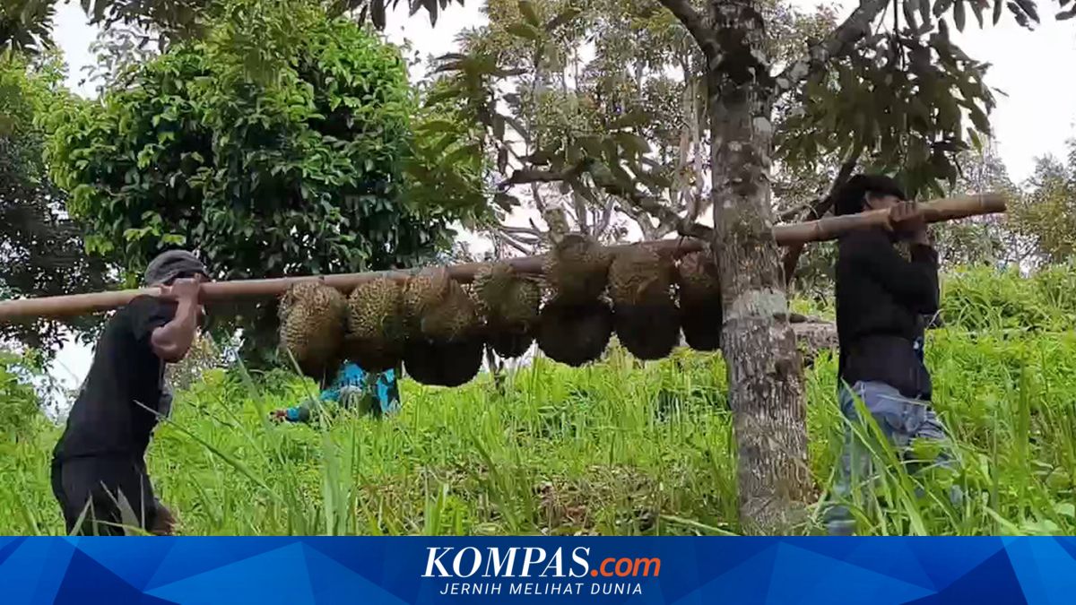 Durian Montong Bulo Menembus Pasar Dunia: Dari Polewali Mandar ke Negeri Tirai Bambu

Klik untuk baca: