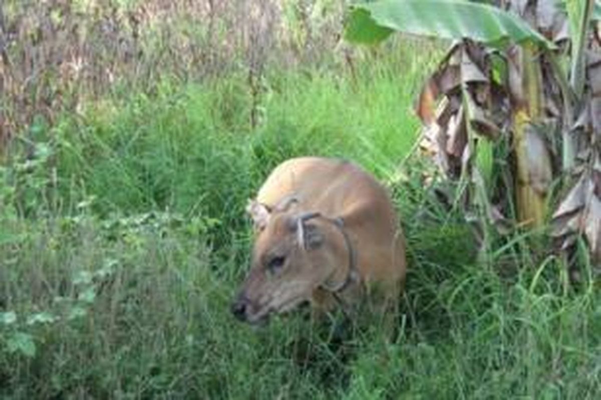 Sapi Timor Sapi Ternak Indonesia Akan Habis 8 Tahun Lagi