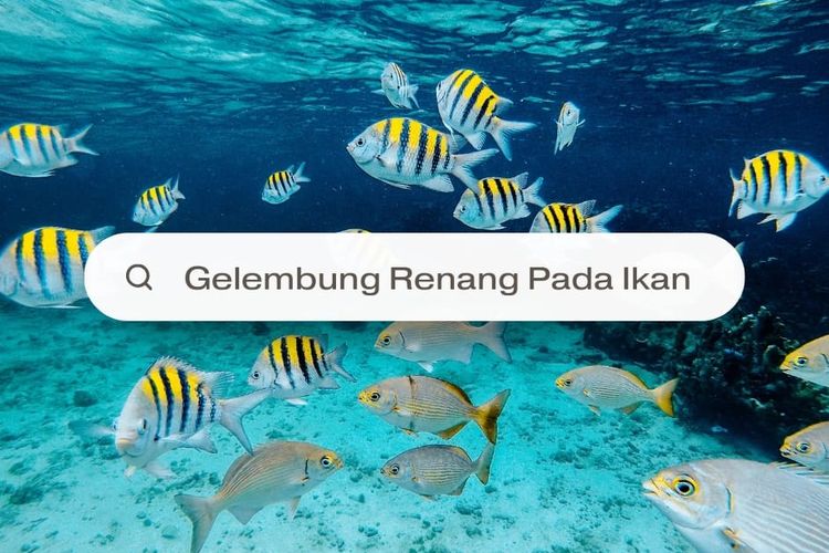 Fungsi Gelembung Renang Pada Ikan 