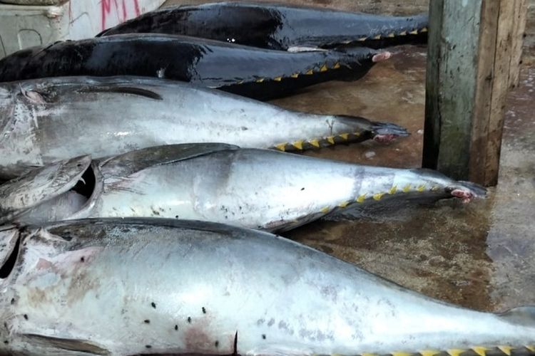 Tangkapan Nelayan Melimpah tapi Daya Beli Lemah, Harga Ikan Anjlok di Kaur Bengkulu