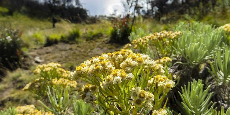 Bunga Edelweiss di Gunung Lawu