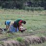 Sejalan dengan Program Kementan, Susi Pudjiastuti Ajak Pemuda Indonesia untuk Bertani