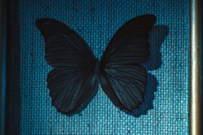 Sinopsis Black Butterflies, Kisah Pasangan Pembunuh Berantai