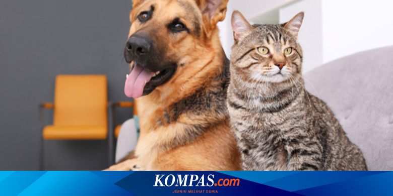 9 Alasan Anjing Dan Kucing Perlu Disteril Halaman All Kompas Com 9 Alasan Anjing Dan Kucing Perlu Disteril Halaman All Kompas Com