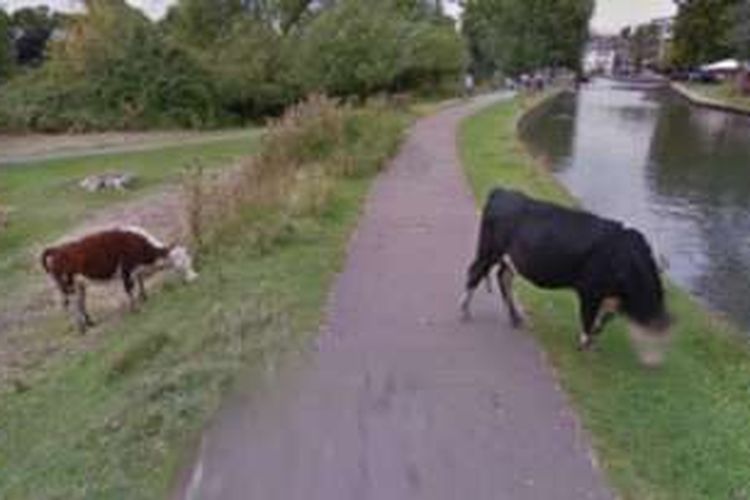 Google menyebut peralatan yang digunakan untuk memetakan jalanan di dunia terlalu antusias untuk memburamkan wajah sapi ini.