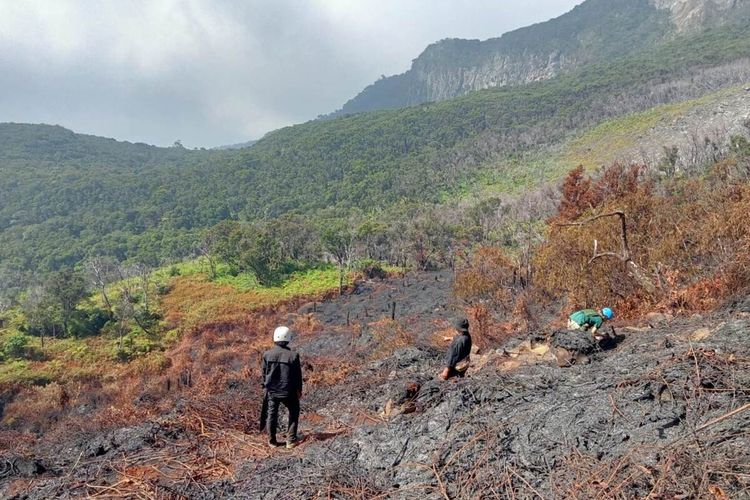 Perbedaan Luasan Kebakaran Gunung Gede, Relawan Berikan Kepastian Data