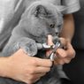 Cara Memotong Kuku Kucing dengan Aman