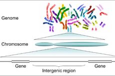 3 Fungsi Gen sebagai Sebuah Materi Hereditas