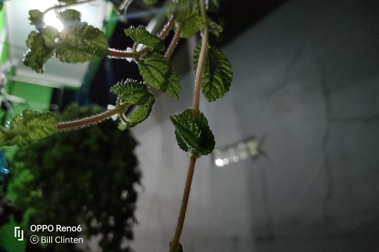 Hasil foto kamera utama 64 MP (f/1.7) di Reno6 mode normal. Dengan bantuan AI Scene Enhancement, foto malam menggunakan mode biasa bisa dijepret dengan cukup baik tanpa harus menggunakan Ultra Dark Mode yang mengharuskan pengguna mengambil foto tanpa adanya goyangan. Detail daun dan tangkainya juga tampak bisa dilihat dengan jelas.