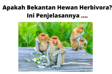 Apakah Bekantan Hewan Herbivora? Ini Penjelasannya ....