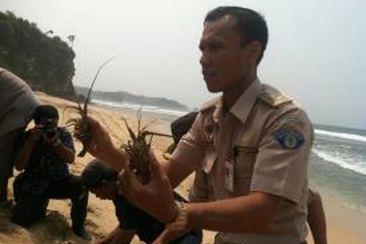 Petugas Kantor Karantina ikan Pengendalian Mutu dan Keamanan Hasil Perikanan Bandara Adi Sucipto Yogyakarta saat melepasliarkan Lobster di Pantai Sepanjang