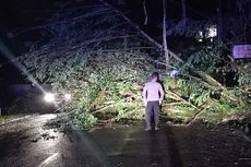 Pohon Tumbang Tutup Badan Jalan di Maluku Tengah, Arus Lalu Lintas Terganggu