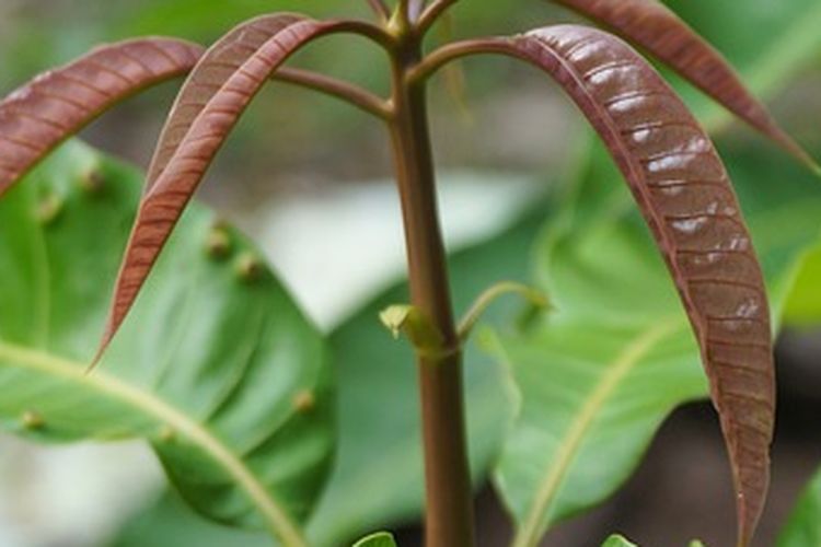 Ilustrasi bibit mangga