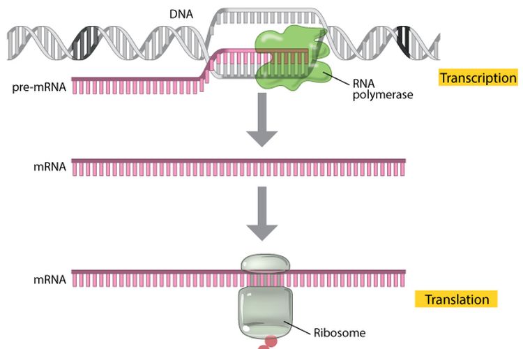 Dua proses transkripsi dan translasi ialah dalam hal ini untuk mensintesis protein dari cetakan DNA lalu menjadi RNA yang nanti akan mengahasilkan hasil akhir berupa polipeptida.