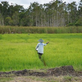 Nampak petani sedang melakukan aktivitasnya memberikan pupuk ke tanaman padi yang ia garap