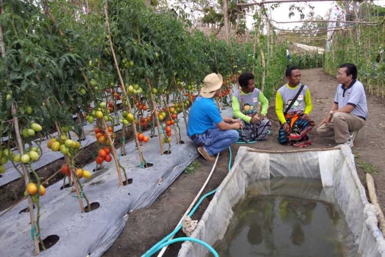 Upaya Petani Di Ntt Agar Tidak Menjadi Tki Ke Luar Negeri