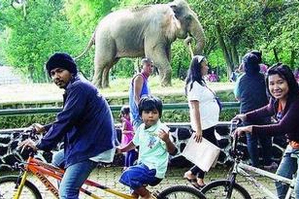 Ari bersama istrinya, Shinta, dan anaknya, Meru, menikmati petualangan kecil naik sepeda sewaan di Kebun Binatang Ragunan, Kamis (23/12/2010) di Jakarta. Bersepeda diRagunan dapat melihat lebih banyak wahana yang tersedia.