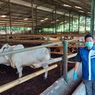 Dalam 3 Minggu, 3.800 Hewan Ternak di Bandung Barat Terpapar PMK