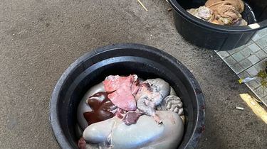 Ke Mana Perginya Limbah Jeroan Hewan Kurban? Ini Jawabannya